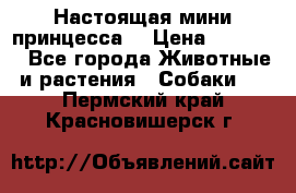 Настоящая мини принцесса  › Цена ­ 25 000 - Все города Животные и растения » Собаки   . Пермский край,Красновишерск г.